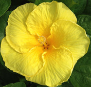 Saffron Sun hibiscus