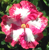 Tres Bon hibiscus