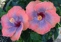 Voodoo Queen hibiscus