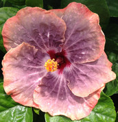 Gabriel hibiscus