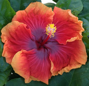 Imperial Dragon hibiscus