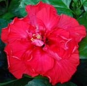 Mon Ami hibiscus