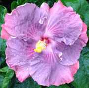 Storm Front hibiscus