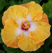 Grand Marnier hibiscus