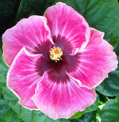 Dixieland Delight hibiscus