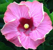 Creole Fire hibiscus