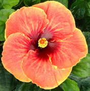 Cajun Sunset hibiscus