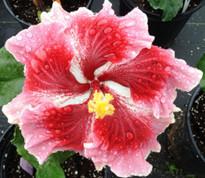 Foxy Lady hibiscus