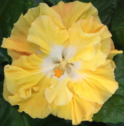 Moondance hibiscus