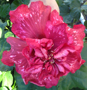 Bold Idea hibiscus