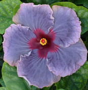 Blue Jean Baby hibiscus