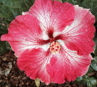 Creole Belle hibiscus