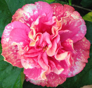 Jennie Lynn hibiscus