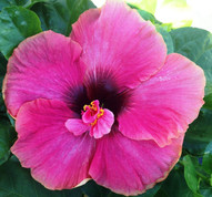 Delta Rose hibiscus