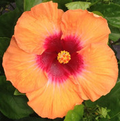 Light My Fire hibiscus