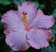 Cajun Blue hibiscus