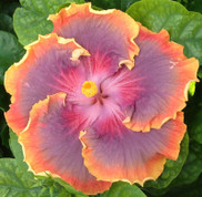 Night Runner hibiscus
