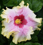 Bold n' Sassy hibiscus