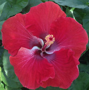 Yuletide hibiscus