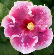Zydeco Hibiscus