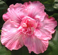 Nectar Pink hibiscus