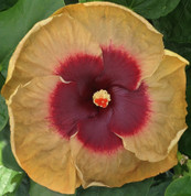 Swamp Fire hibiscus