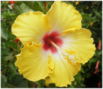 Battle Ship California hibiscus