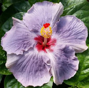 Cajun Blue Star hibiscus