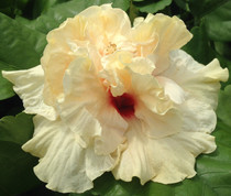 Cajun Rising Moon hibiscus