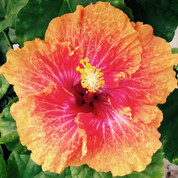 Golden Gate hibiscus