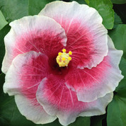 Joan of Arc hibiscus
