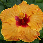 USS Tennessee hibiscus