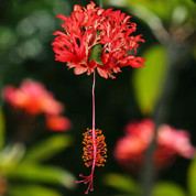 Chinese Red Lantern hibiscus