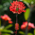 Chinese Red Lantern hibiscus