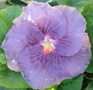 Sonny Stollins  hibiscus