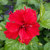 Pride of Hankins Red