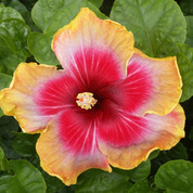 Provocative hibiscus