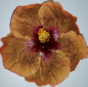 Chocolate Imp hibiscus