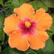 Pretty Girl hibiscus