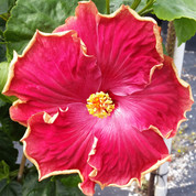 Curly Top hibiscus