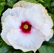 In Love Again hibiscus