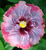 Dark Princess hibiscus