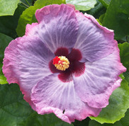 Miss Congeniality hibiscus