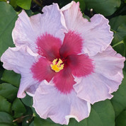 Beau Vie hibiscus