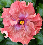 Tsunami hibiscus