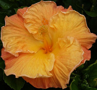 Who Dat hibiscus