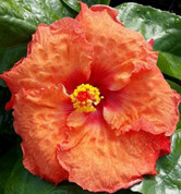 Cajun Orange Crush hibiscus