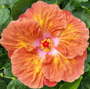 Cinnamon Seas hibiscus