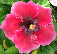 Sweet Cheeks hibiscus