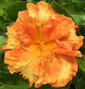 Flameball hibiscus